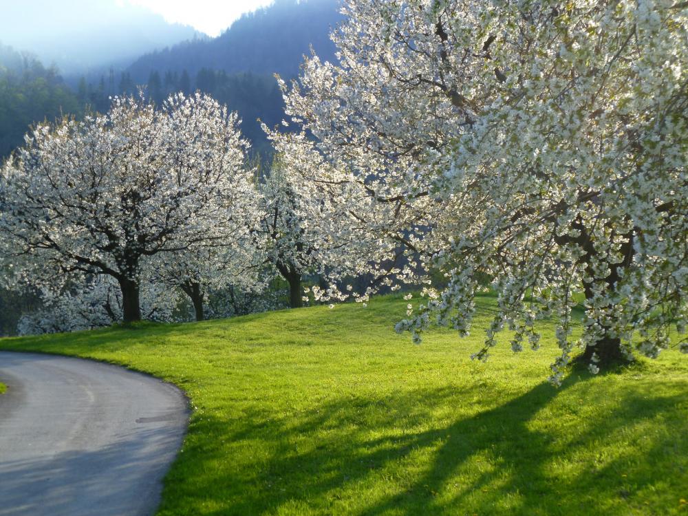 Blühender Kirschgarten in Oberarth